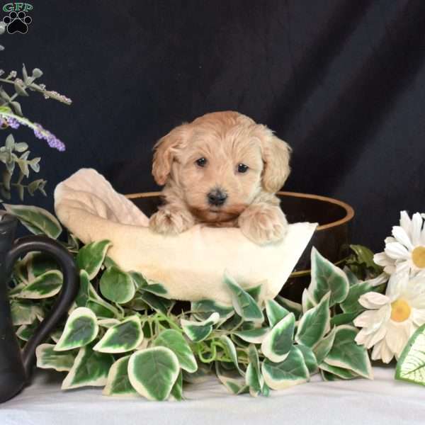 Kade, Maltipoo Puppy