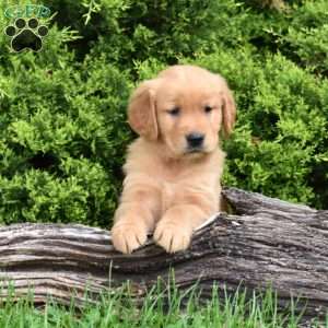 Kade, Golden Retriever Puppy