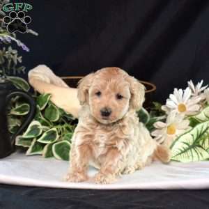 Kade, Maltipoo Puppy