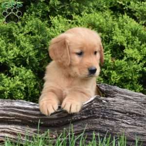 Kade, Golden Retriever Puppy