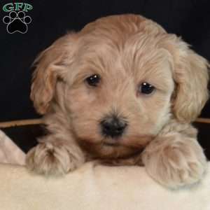 Kade, Maltipoo Puppy