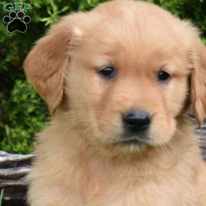 Kade, Golden Retriever Puppy