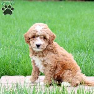 Kadie, Mini Goldendoodle Puppy
