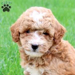 Kadie, Mini Goldendoodle Puppy
