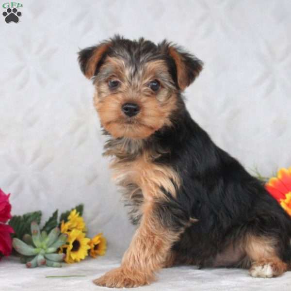 Kai, Yorkie Puppy