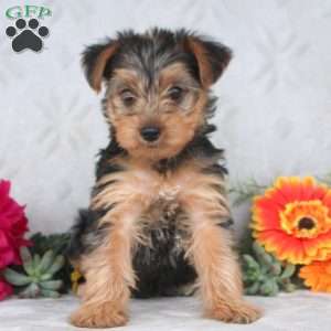 Kai, Yorkie Puppy