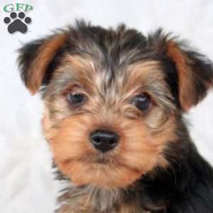 Kai, Yorkie Puppy