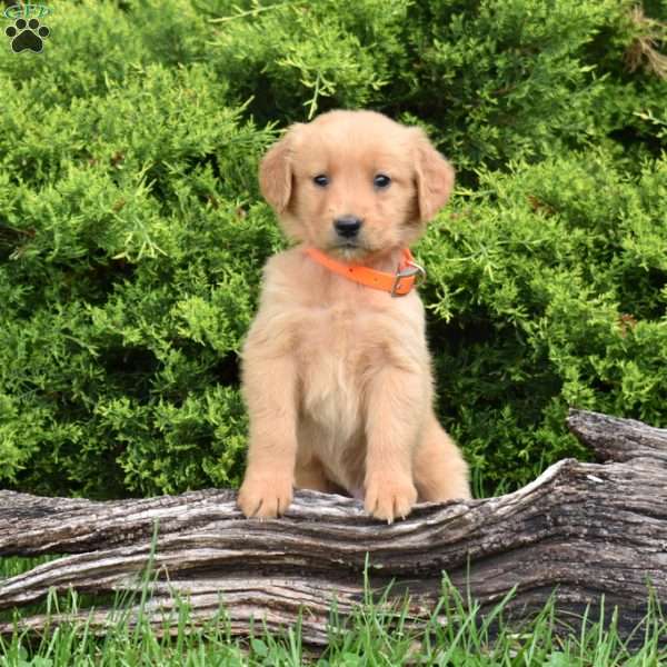 Kaiser, Golden Retriever Puppy