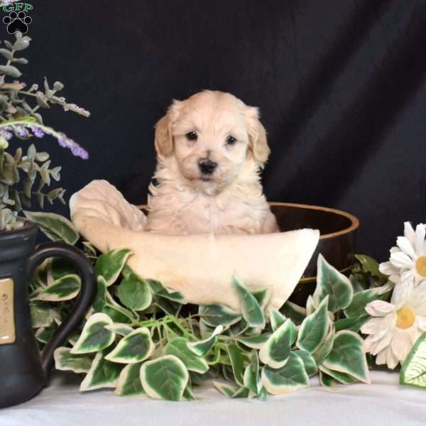 Kaiser, Maltipoo Puppy