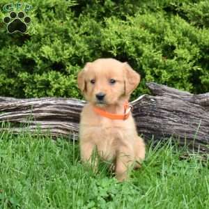 Kaiser, Golden Retriever Puppy