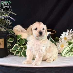 Kaiser, Maltipoo Puppy