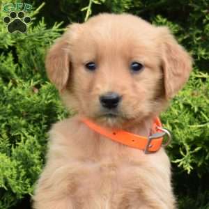 Kaiser, Golden Retriever Puppy