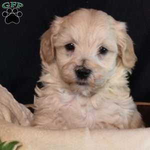 Kaiser, Maltipoo Puppy