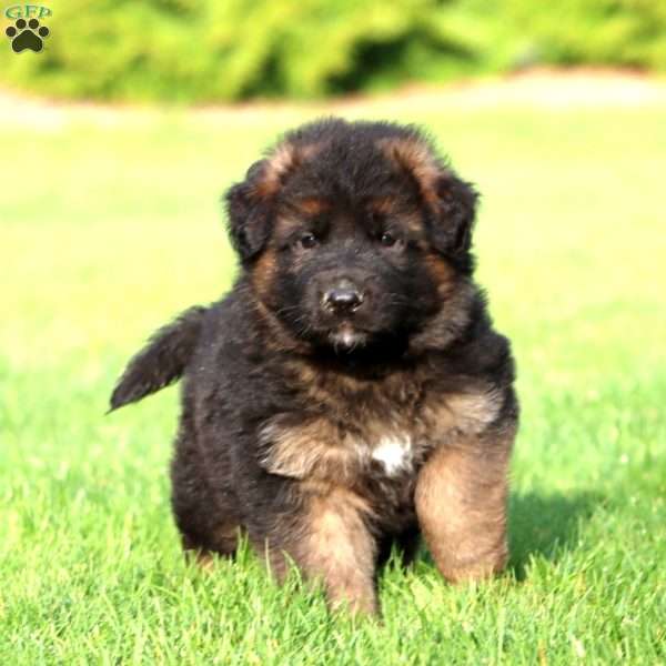 Kajus- long haired, German Shepherd Puppy