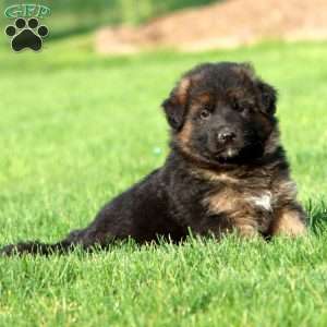Kajus- long haired, German Shepherd Puppy