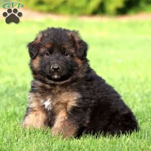 Kajus- long haired, German Shepherd Puppy