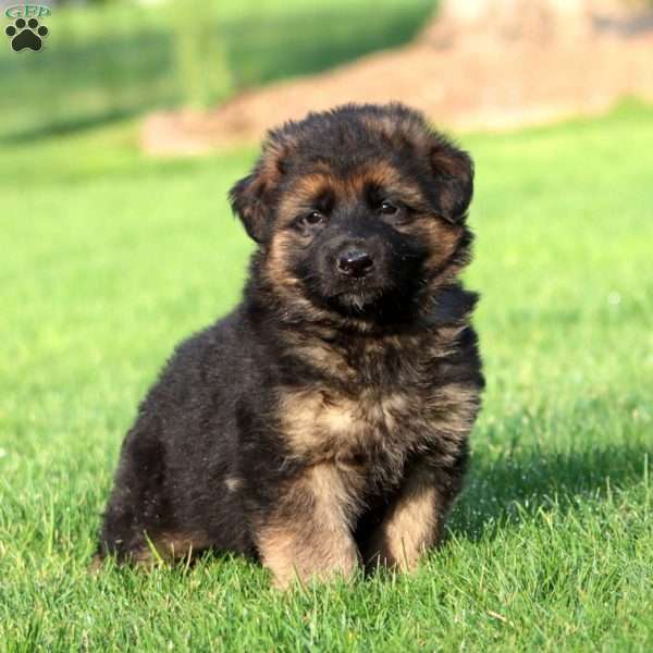 Kalash- long haired, German Shepherd Puppy