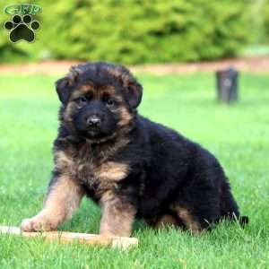 Kalash- long haired, German Shepherd Puppy