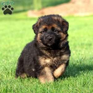 Kalash- long haired, German Shepherd Puppy