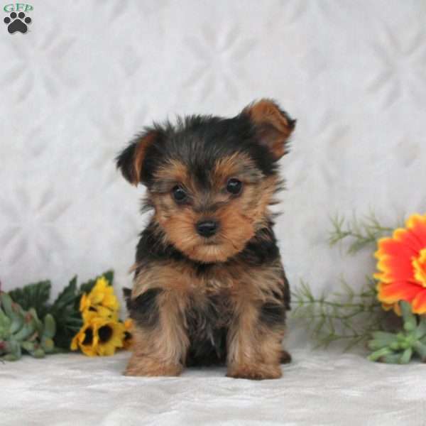 Kaleb, Yorkie Puppy