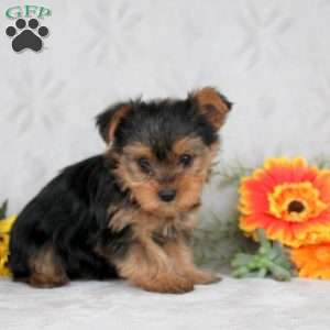 Kaleb, Yorkie Puppy