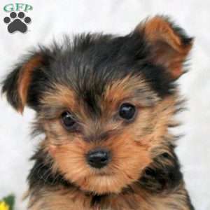 Kaleb, Yorkie Puppy