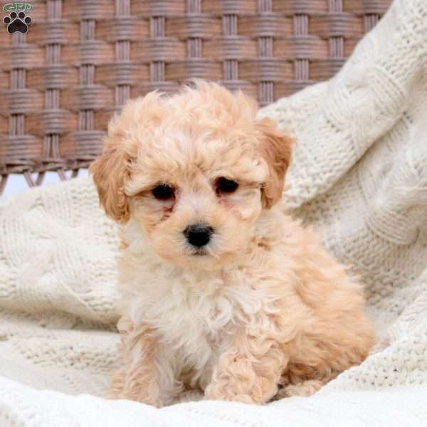 Kali, Bich-Poo Puppy