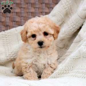 Kali, Bich-Poo Puppy