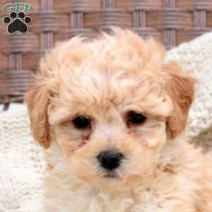 Kali, Bich-Poo Puppy