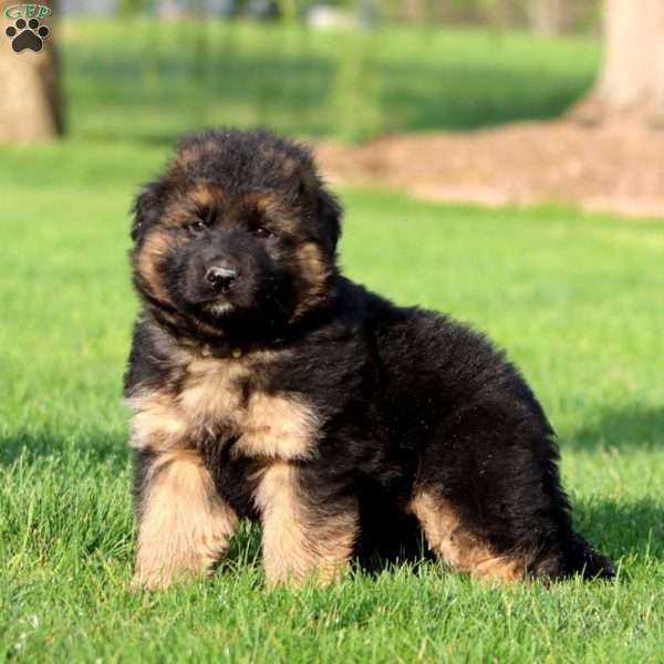 Kandar- long haired, German Shepherd Puppy