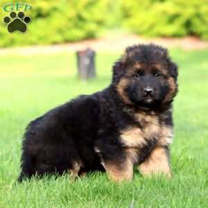 Kandar- long haired, German Shepherd Puppy