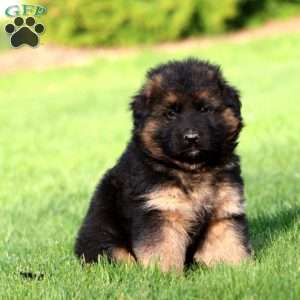Kandar- long haired, German Shepherd Puppy