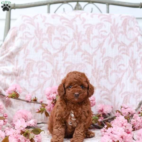Kandy, Cockapoo Puppy