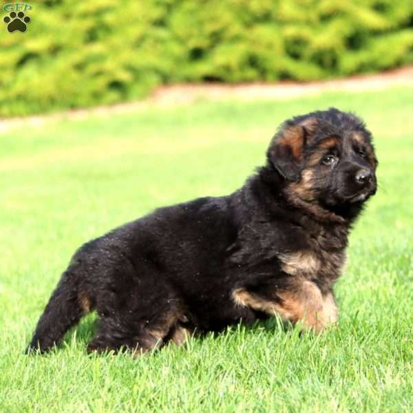Kansas- long haired, German Shepherd Puppy