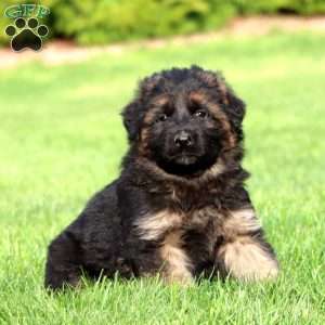 Kansas- long haired, German Shepherd Puppy