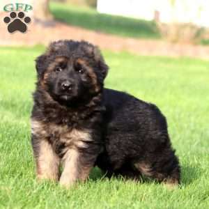 Kansas- long haired, German Shepherd Puppy
