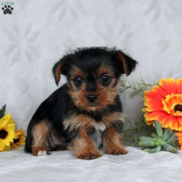 Kara, Yorkie Puppy