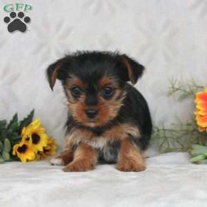 Kara, Yorkie Puppy