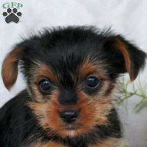 Kara, Yorkie Puppy