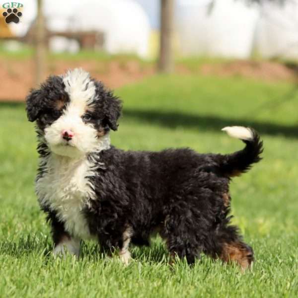 Karla, Bernedoodle Puppy