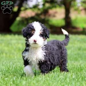 Karla, Bernedoodle Puppy
