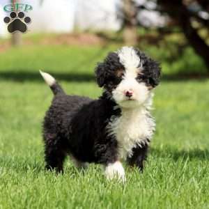 Karla, Bernedoodle Puppy