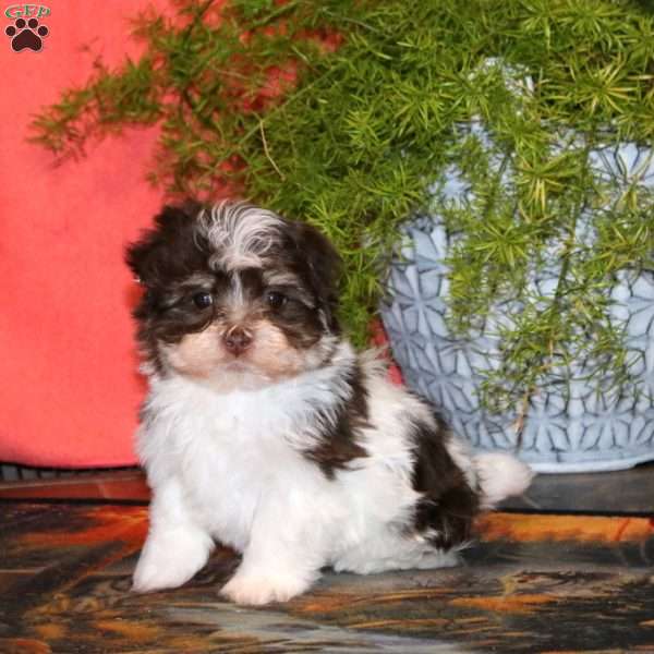 Karson, Havanese Puppy