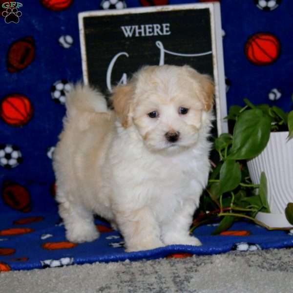 Karson, Maltipoo Puppy