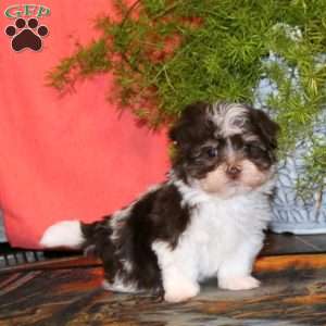Karson, Havanese Puppy