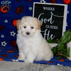 Karson, Maltipoo Puppy