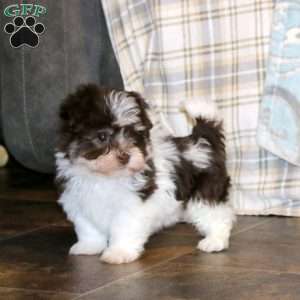 Karson, Havanese Puppy