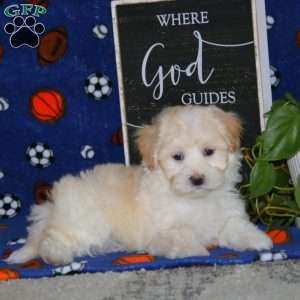 Karson, Maltipoo Puppy