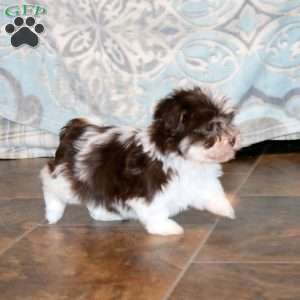 Karson, Havanese Puppy