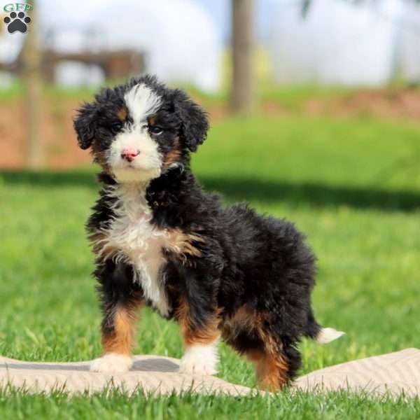 Kassidy, Bernedoodle Puppy